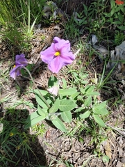 Lycianthes moziniana