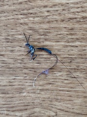 Gasteruption breviscutum