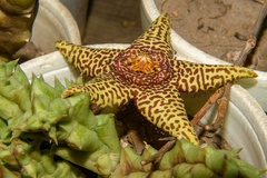 Orbea macloughlinii