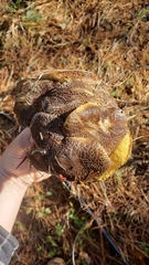 Suillus fuscotomentosus