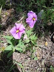 Lycianthes moziniana
