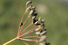 Parexochomus nigromaculatus