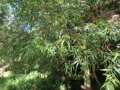 Afrocarpus falcatus