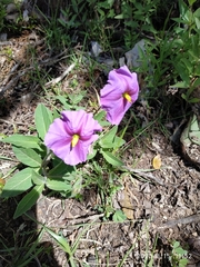 Lycianthes moziniana