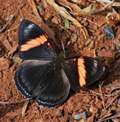 Adelpha lycorias lycorias