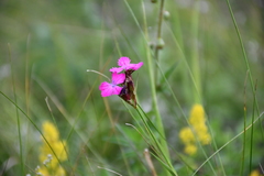 Dianthus membranaceus