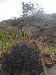 Coryphantha clavata clavata