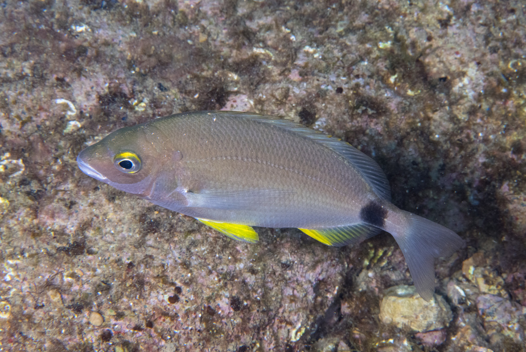 Annular Sea Bream
