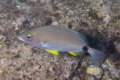 Annular Sea Bream photo 1