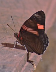 Adelpha lycorias lycorias