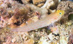 Gobius xanthocephalus