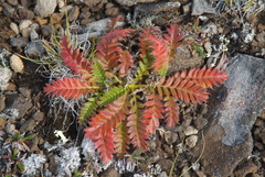 Geum glaciale