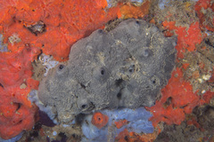 Ircinia oros