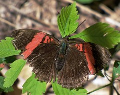 Adelpha lycorias lycorias