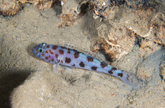 Thorogobius ephippiatus