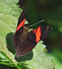 Adelpha lycorias lycorias