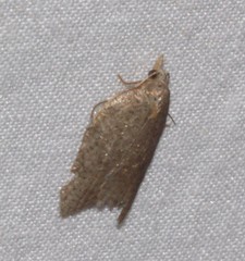 Acleris effractana