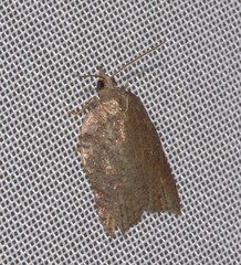 Acleris effractana