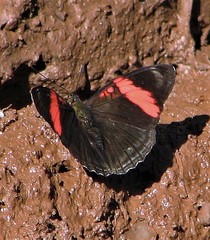 Adelpha lycorias lycorias