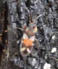 Scolopostethus pacificus