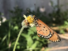 Acraea terpsicore