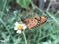 Acraea terpsicore
