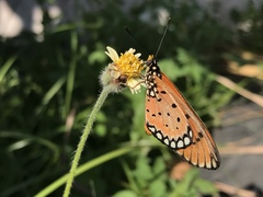 Acraea terpsicore