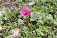 Modiolastrum gilliesii