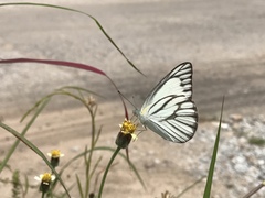 Appias libythea