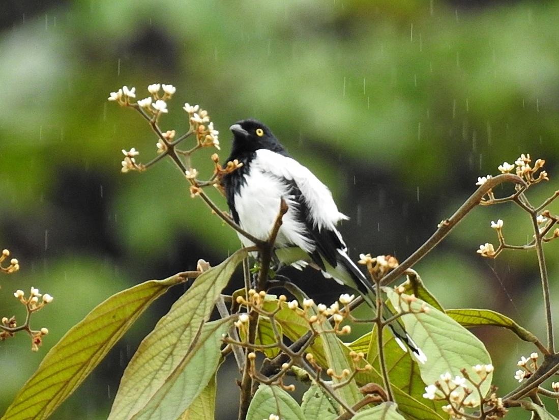 Magpie Tanager illustration
