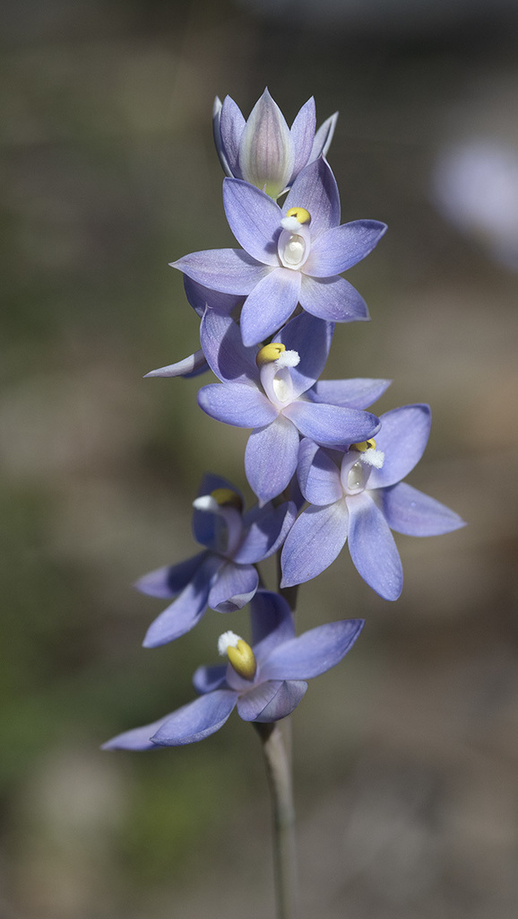 plains sun orchid