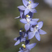 Plains Sun Orchid - Photo (c) Keith Martin-Smith, some rights reserved (CC BY-NC-ND), uploaded by Keith Martin-Smith