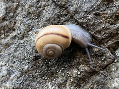 Cahuillus indioensis