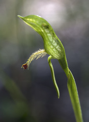 Pterostylis tasmanica
