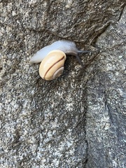 Cahuillus indioensis