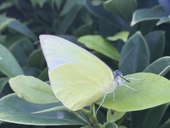 Catopsilia pomona