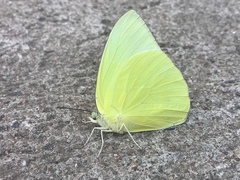 Catopsilia pomona