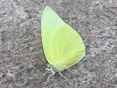 Catopsilia pomona
