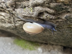 Cahuillus indioensis