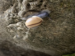 Cahuillus indioensis