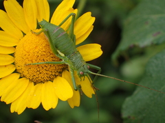 Uromenus brevicollis