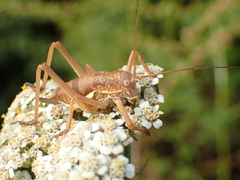Uromenus brevicollis
