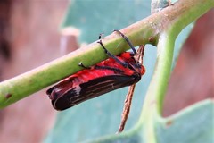 Eurymeloides lineata