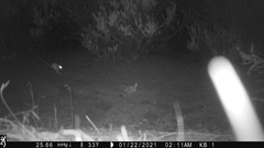 Dipodomys californicus