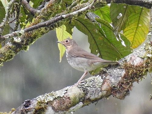 Dwerglijster (Catharus ustulatus)
