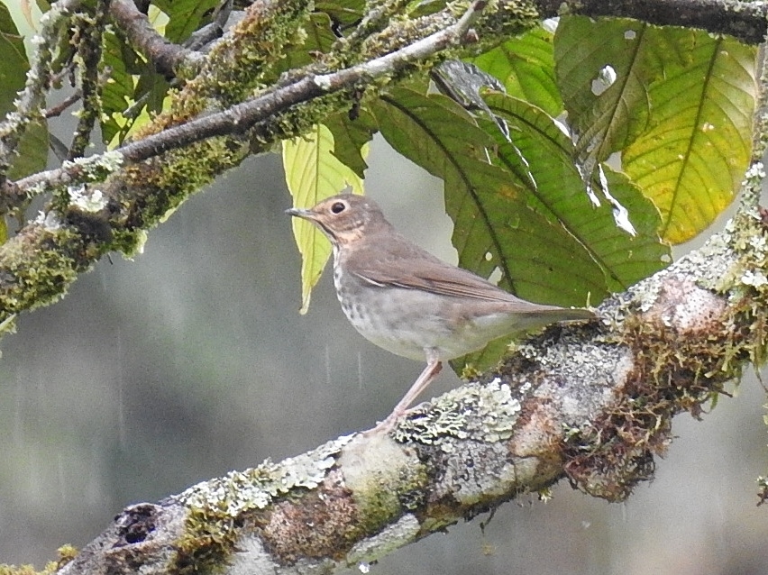 Swainson's Thrush (Catharus ustulatus)