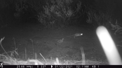 Dipodomys californicus