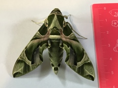 Daphnis nerii