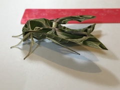 Daphnis nerii