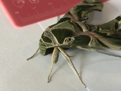 Daphnis nerii